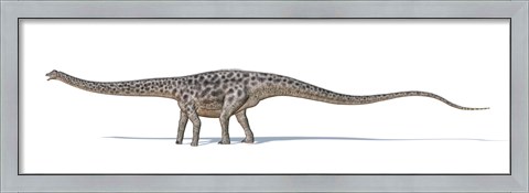 Framed Diplodocus Dinosaur on White Background Print