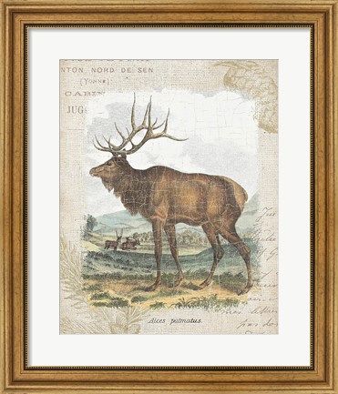 Framed Woodland Stag II Print