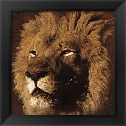 Framed Lion 2 Print