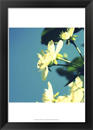 Framed Summer Blossom I Print