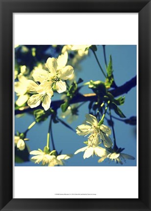 Framed Summer Blossom II Print