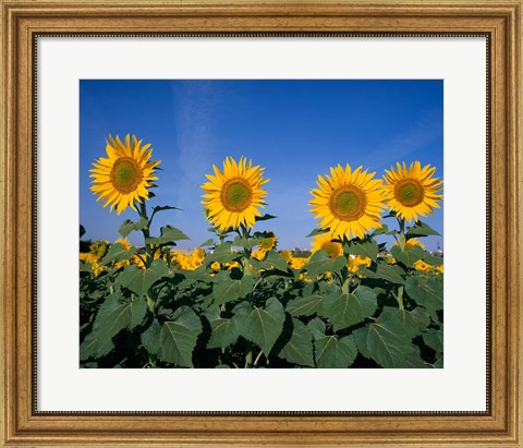 Framed Sunflowers, Spain Print