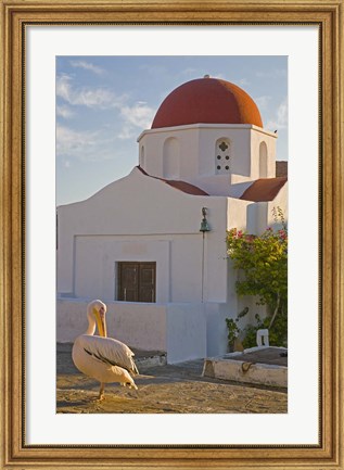 Framed White Pelican Preening, Hora, Mykonos, Greece Print