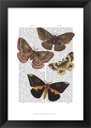 Framed Moth Plate 3 Print