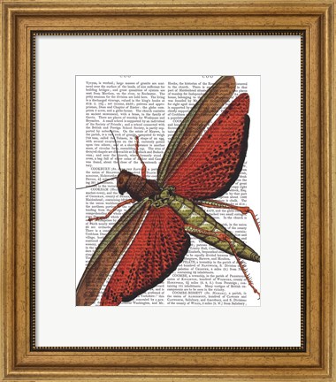 Framed Vintage Grasshopper Print
