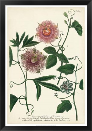 Framed Antique Passion Flower I Print