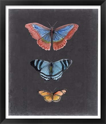 Framed Butterflies on Slate III Print