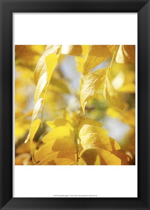 Framed Autumn Photography V Print