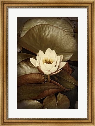 Framed Lily Pad Duo II Print