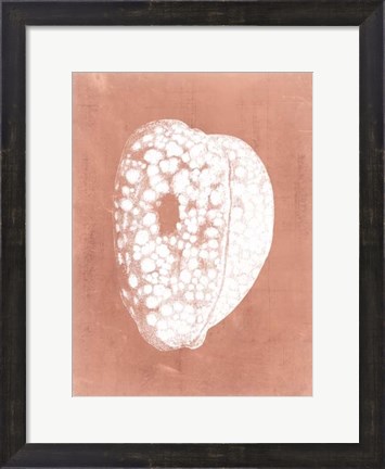 Framed Sealife on Coral III Print