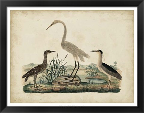 Framed Great White Heron &amp; Night Heron Print