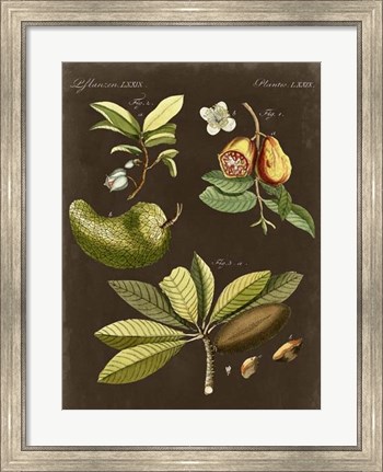 Framed Breadfruit on Suede Print