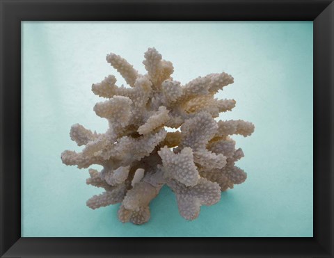 Framed Coral on Teal Print