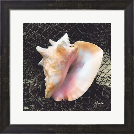 Framed Conch with Net Print