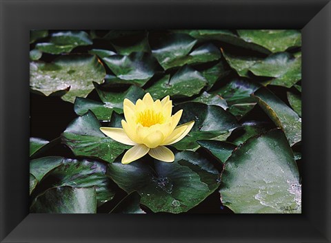 Framed Water Lilly Print