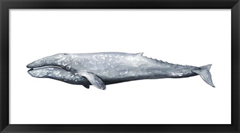 Framed Whale Portrait IV Print