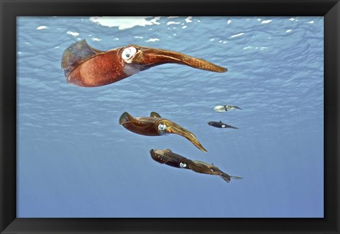 Framed Reef Squid, USS Kittiwake, Grand Cayman Print