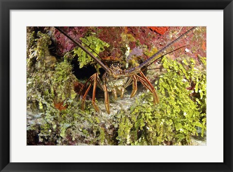 Framed Spiny lobster hiding in the reef, Nassau, The Bahamas Print