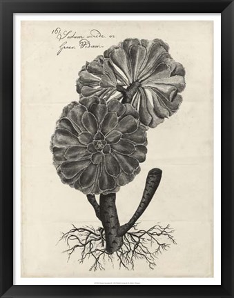 Framed Thornton Succulents II Print