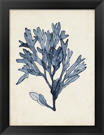 Framed Seaweed Specimens II Print