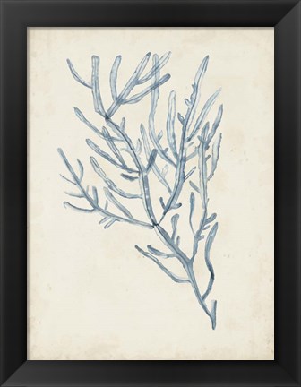 Framed Seaweed Specimens III Print
