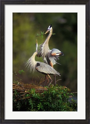 Framed Great Blue Herons in Courtship Display Print