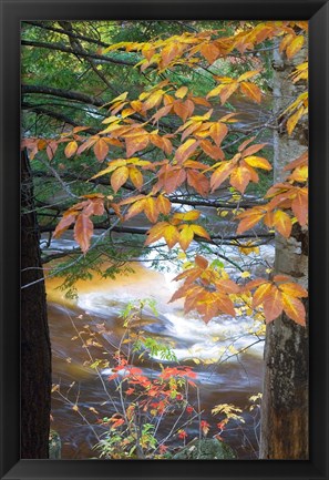 Framed Stream and Fall Foliage, New Hampshire Print