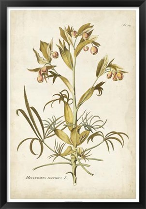 Framed Elegant Botanical II Print