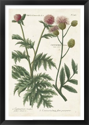 Framed Botanical Varieties III Print