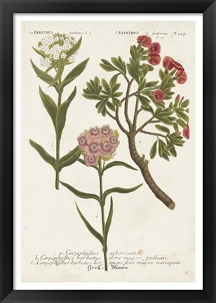 Framed Botanical Varieties IV Print