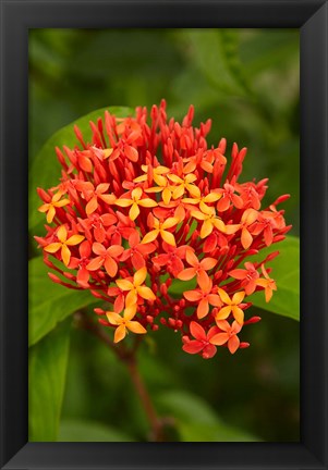 Framed Tropical flower, Fiji Print