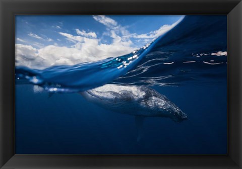 Framed Humpback Whale And The Sky Print