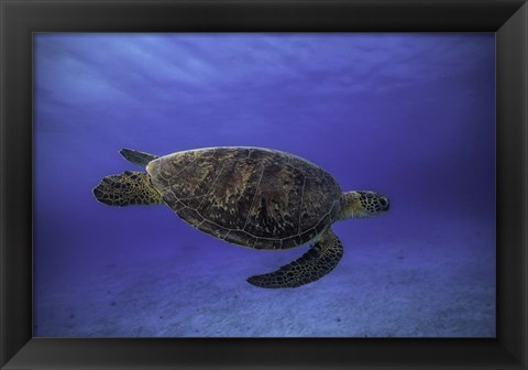 Framed Green Turtle In The Blue Print
