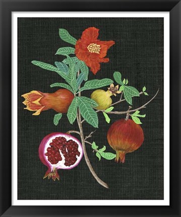 Framed Pomegranate Study II Print