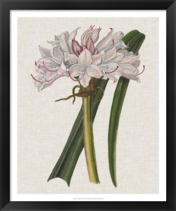 Framed Crinium Lily I Print
