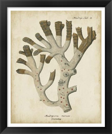 Framed Esper Antique Coral II Print