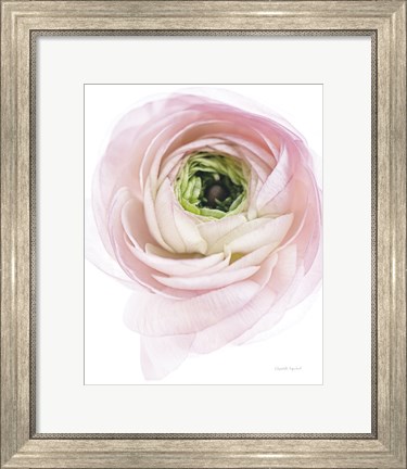 Framed Pink Lady II Print