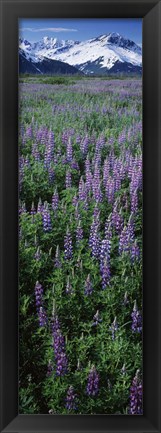 Framed Lupine Flowers in Bloom, Turnagain Arm, Alaska Print