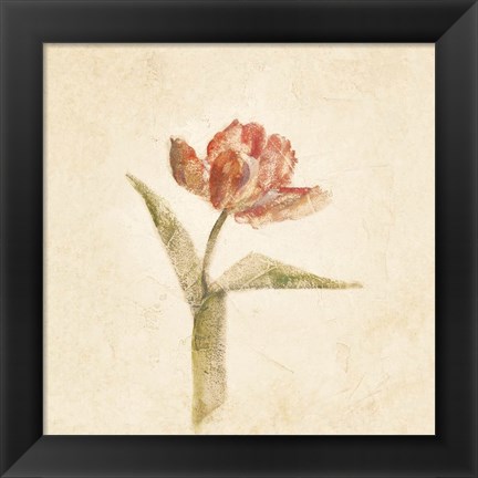 Framed Flaming Parrot Tulip on White Crop Print