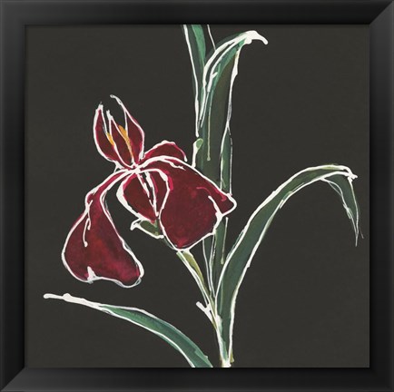 Framed Iris on Black V Print