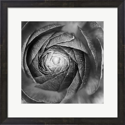 Framed Ranunculus Abstract I BW Print