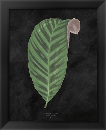 Framed Beautiful Leaved Plants I Black Print