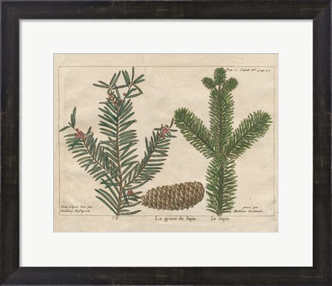 Framed Antique Botanical XXII Print