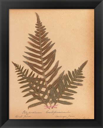 Framed Botanical Fern XI Print