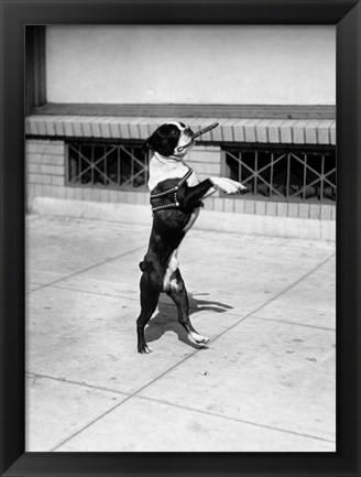 Framed 1930s Boston Terrier Performing Print