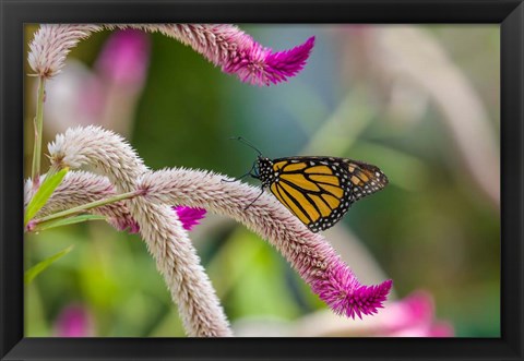 Framed Close-up of Monarch Butterfly Pollinating Flowers, Florida Print