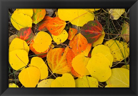 Framed Close-Up of Fallen Leaves, Maroon Creek Valley, Aspen, Colorado Print