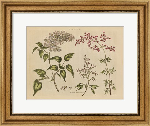 Framed Herbal Botanical I Print