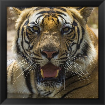 Framed Male Bengal Tiger at Bandhavgarh Tiger Reserve, India Print