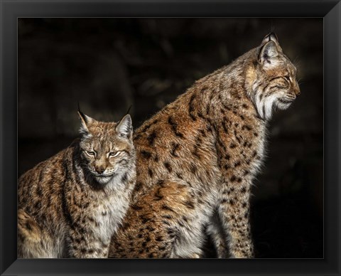 Framed Two Lynxes Print